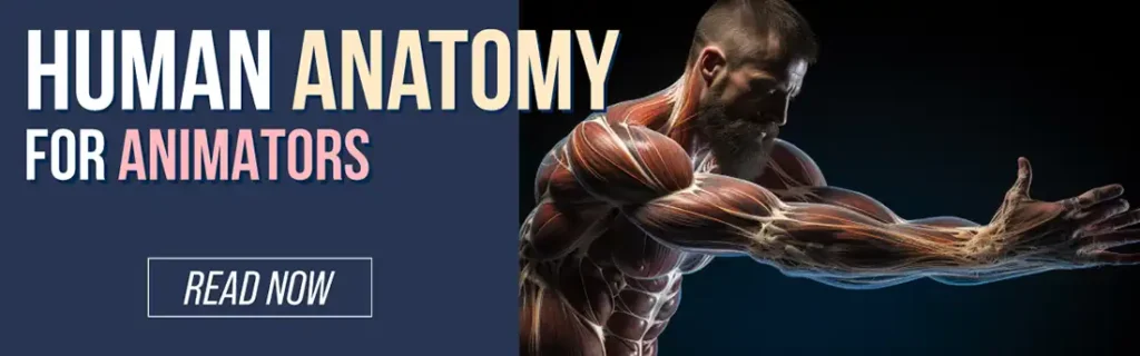 anatomy for artists and animators